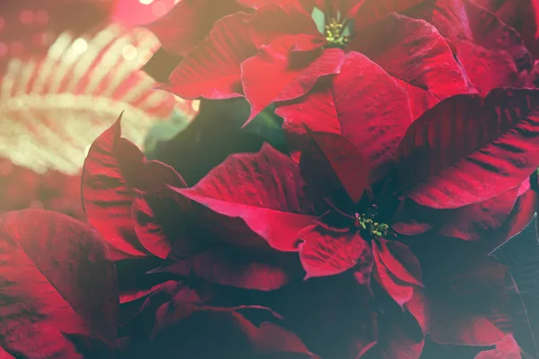 Poinsettia brillante para la temporada navideña . — Foto de Stock