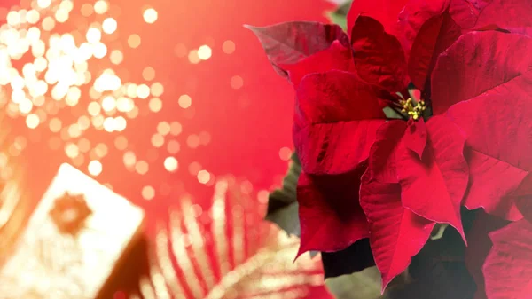 Χριστουγεννιάτικο δώρο σε χρυσό κουτί με λουλούδι poinsettia σε κόκκινο φόντο. — Φωτογραφία Αρχείου
