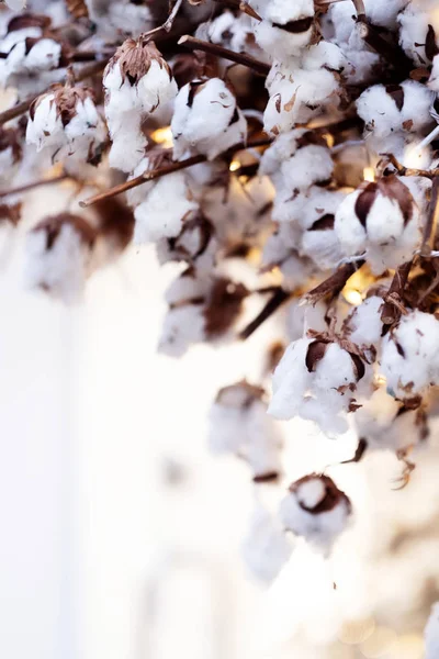 Κλαδί από λευκά άνθη βαμβακιού — Φωτογραφία Αρχείου