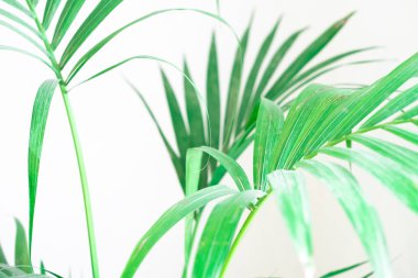 Dekoratif Alan avuç içi beyaz arkaplan üzerinde