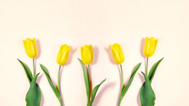 Sarı laleler düz yerde, üst manzara. Sevgililer Günü Uluslararası Kadınlar Günü geçmişi