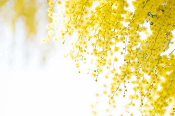 Mavi gökyüzünde çiçek açan mimoza ağacı, parlak güneş parlıyor.. — Stok fotoğraf