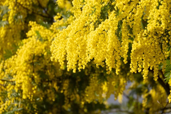 Árvore mimosa florescente sobre o céu azul, brilho do sol . — Fotografia de Stock