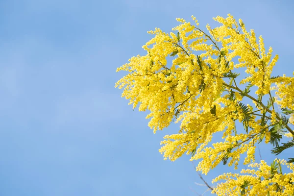 Árvore mimosa florescente sobre o céu azul, brilho do sol . — Fotografia de Stock