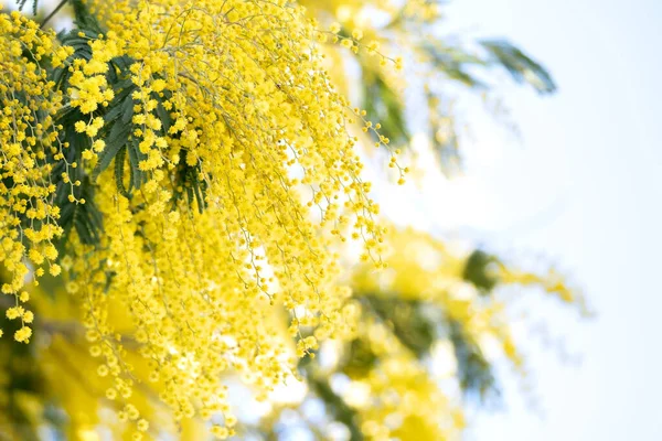 Blooming mimosa tree over blue sky, bright sun flare. — Stock Photo, Image