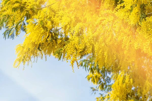 Árvore mimosa florescendo trazer cores de primavera — Fotografia de Stock