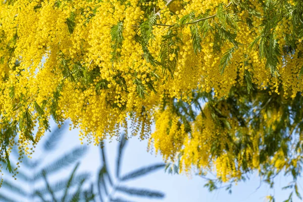 Árvore mimosa florescendo trazer cores de primavera — Fotografia de Stock