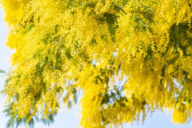 Blooming mimosa tree bring spring colors