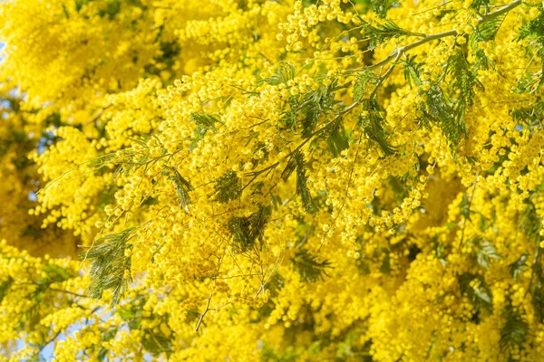 Árvore mimosa florescendo trazer cores de primavera — Fotografia de Stock