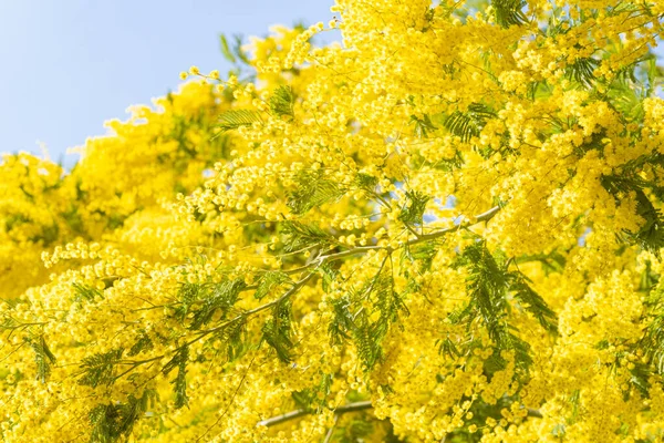 Árvore mimosa florescendo trazer cores de primavera — Fotografia de Stock