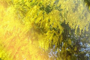 Blooming mimosa tree bring spring colors