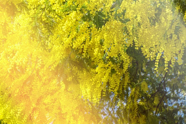 Blooming mimosa tree bring spring colors — Stok fotoğraf