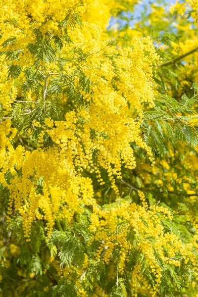Blooming mimosa tree bring spring colors — Stock Photo, Image