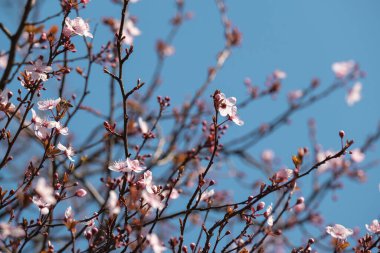 Bahar kiraz çiçekleri, pembe çiçekler.