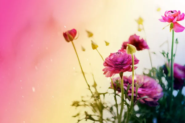 Light pink persian buttercup flowers Ranunculus — Stock Photo, Image