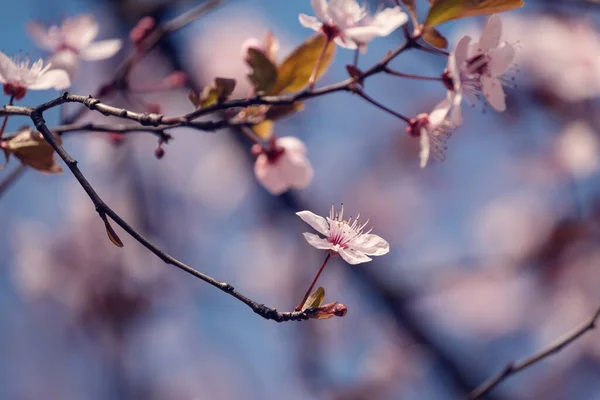 Close-up of Cherry Blossoms — Stock Photo, Image