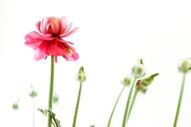 açık pembe İran düğün çiçekleri Ranunculus