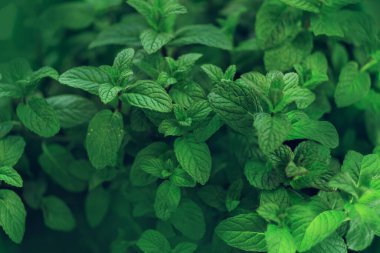 Arka planı yeşil nane yaprakları