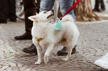 Kirliliği veya COVID-19 'u korumak için tıbbi maskeli küçük köpeğe yaklaşın.