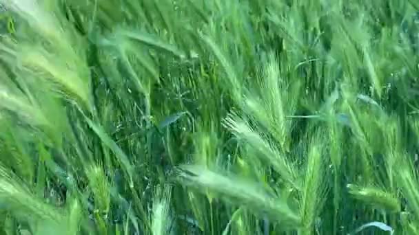 Зеленая трава на фоне весны ветра — стоковое видео