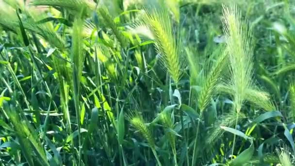 Nahaufnahme Feld des schönen Frühlingsroggen grünen Weizens — Stockvideo