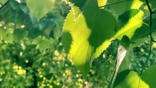夏の日に緑のリンデン葉風に揺れる緑の葉 — ストック動画