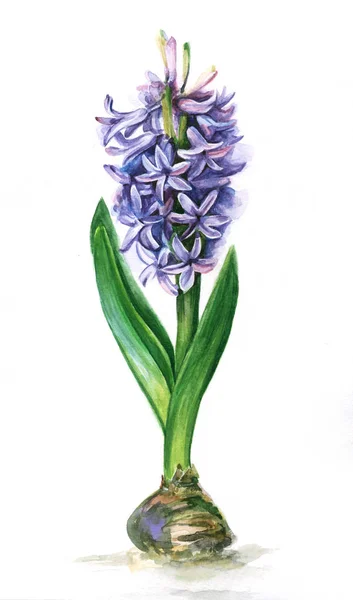 Flower Hyacinth Painting Watercolor — Stock Photo, Image