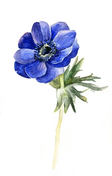 Blumen Anemonen Aquarellmalerei Ohne Hintergrund — Stockvektor