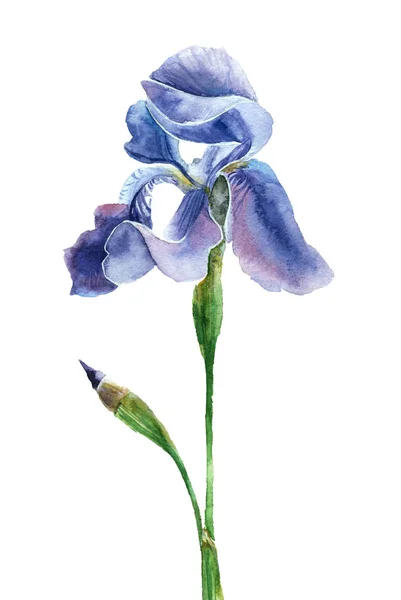 Flores Iris Acuarela Pintura Sin Fondo — Archivo Imágenes Vectoriales