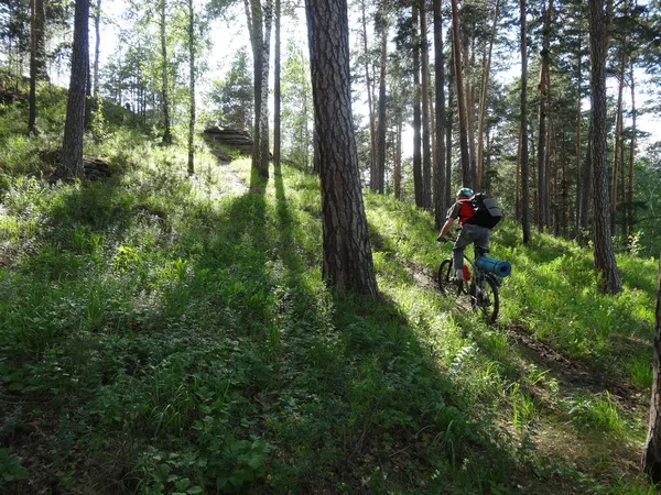 Ciclista em uma floresta de pinheiro — Fotografia de Stock