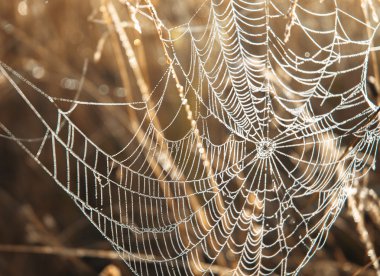 Web üzerinde bir çim ve çiy damlaları