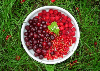 Kırmızı meyveler ile plaka 