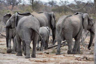 Güney Afrika 'da seyahat ederken tanıştığımız fil baba, fil anne ve fil çocukları mutlu aile