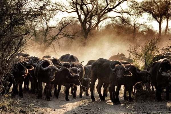 Stádo Bizonů Pohybovala Křoví Kruger Park Jižní Afrika — Stock fotografie