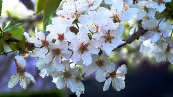 Flores Cereja Florescendo Primavera Balançando Vento Lente Hélio 44M 58Mm — Vídeo de Stock