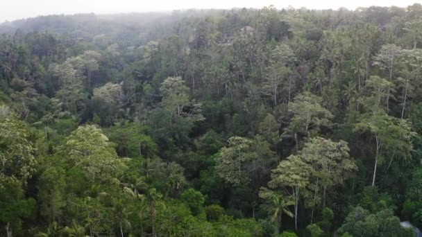 Forêt tropicale d'Ubud 