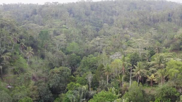 Ubud tropical forest — Stock Video