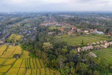 Ubud yolu alanı