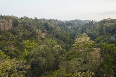 Ubud tropikal ormanı
