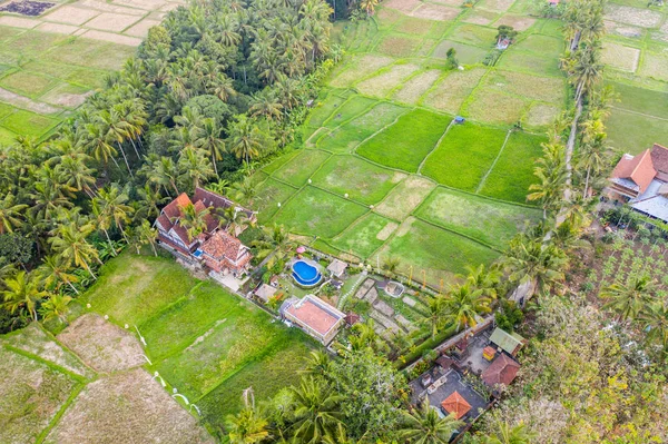 Ubud-padveld — Stockfoto