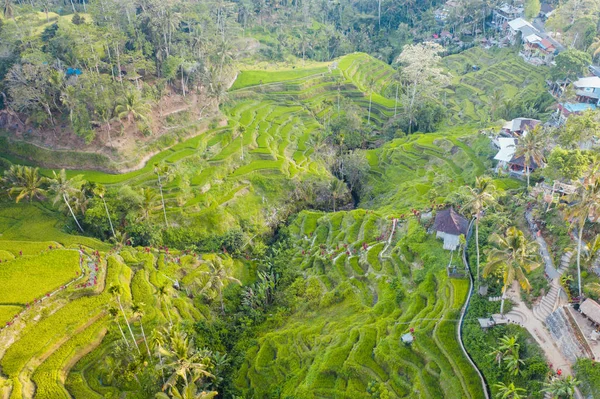 Ubud yolu alanı — Stok fotoğraf