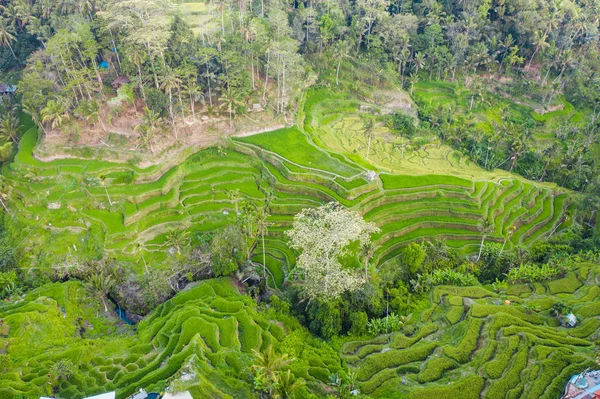 Ubud-padveld — Stockfoto