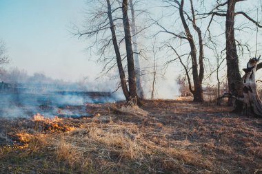 Orman yangını külleri