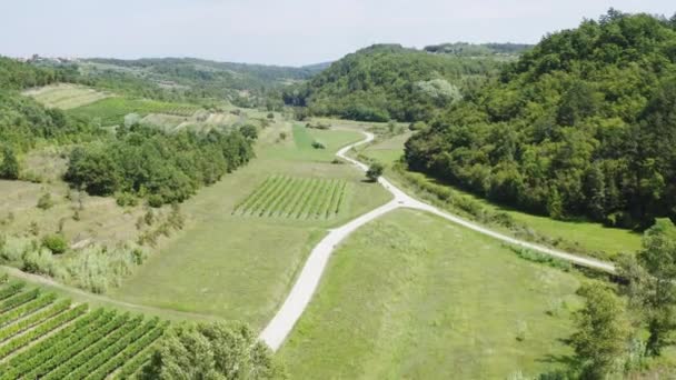 Campo de vinha de verão — Vídeo de Stock