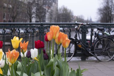Amsterdam, çiçek sokak
