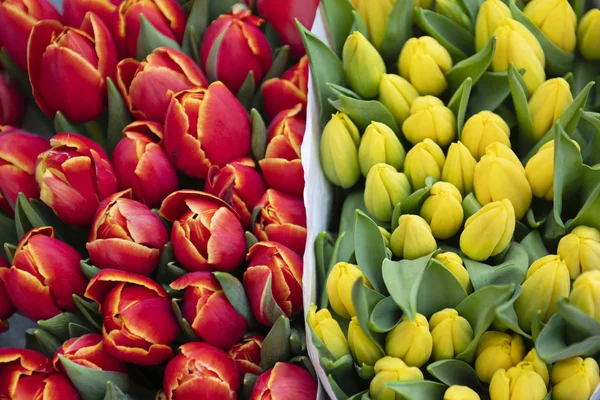 Amsterdam, Tulips at the Market