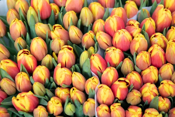 Amsterdam, Tulips at the Market