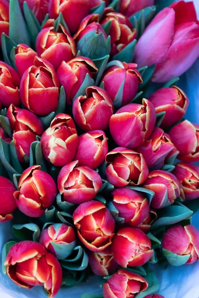 Amsterdam, Tulips at the Market