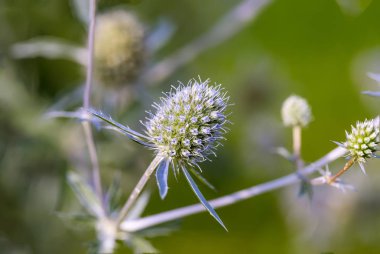 Eryngium sondalarımızdan yeşil zemin üzerine