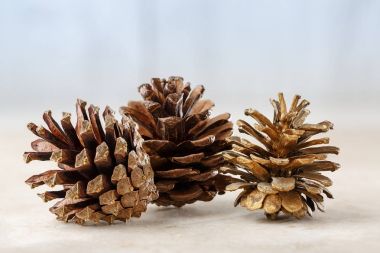 Masada üç çam kozalakları